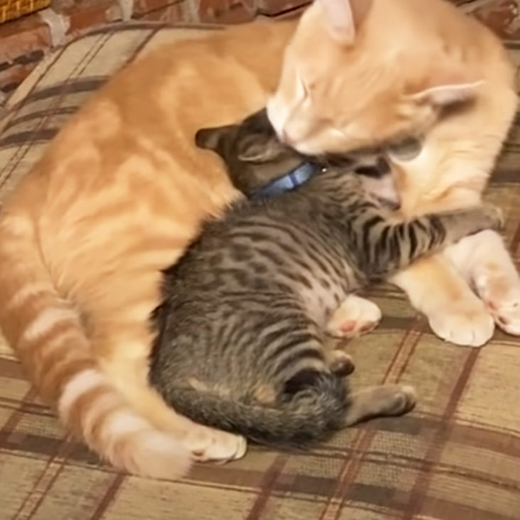 Wild deer and kitten buddies and snuggle pals