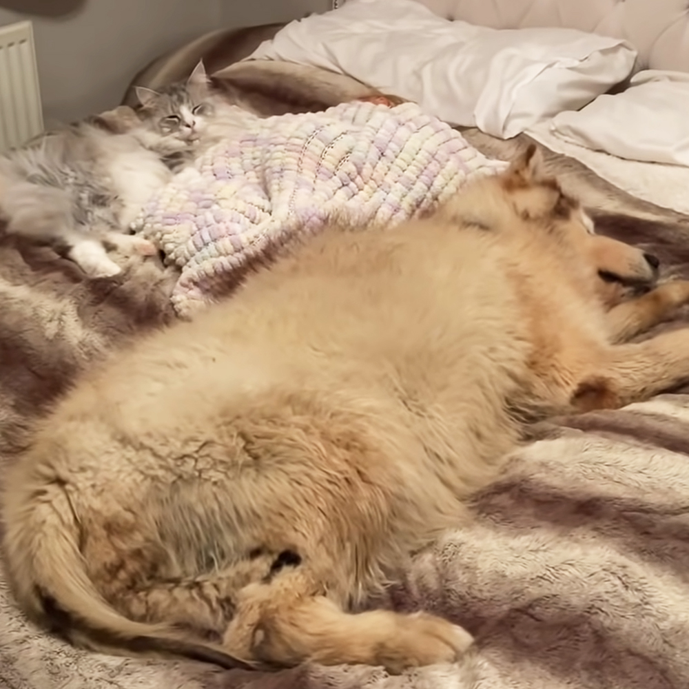Dog and baby sleeping