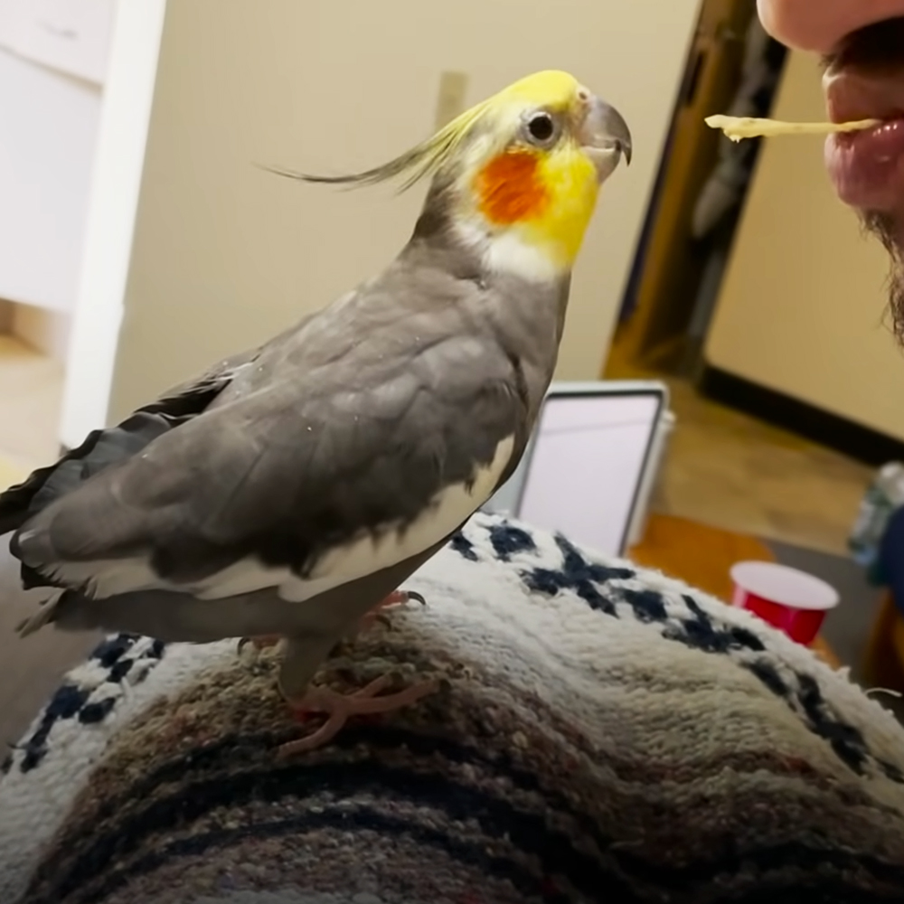 Adorable bird and man