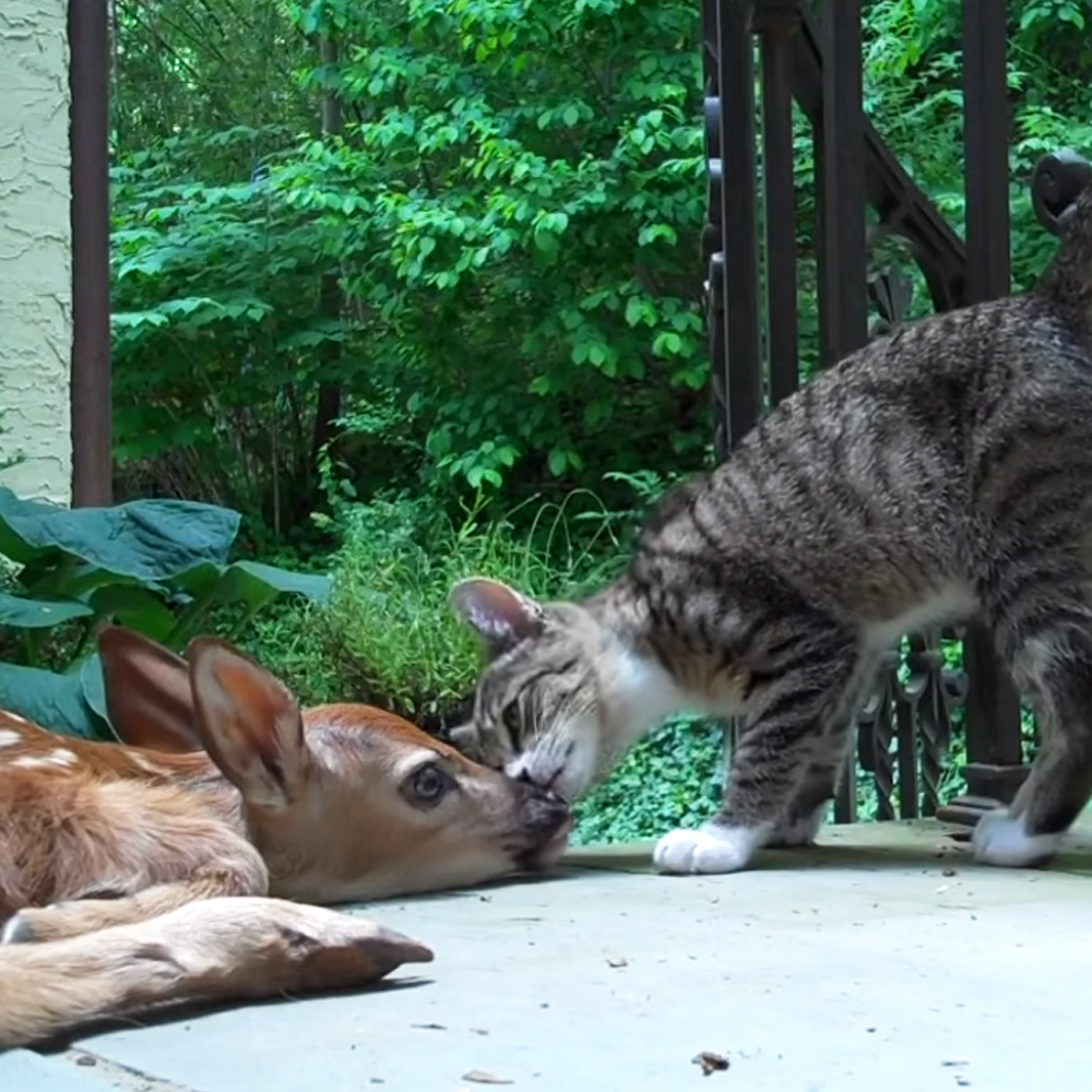 Kitten and baby deer