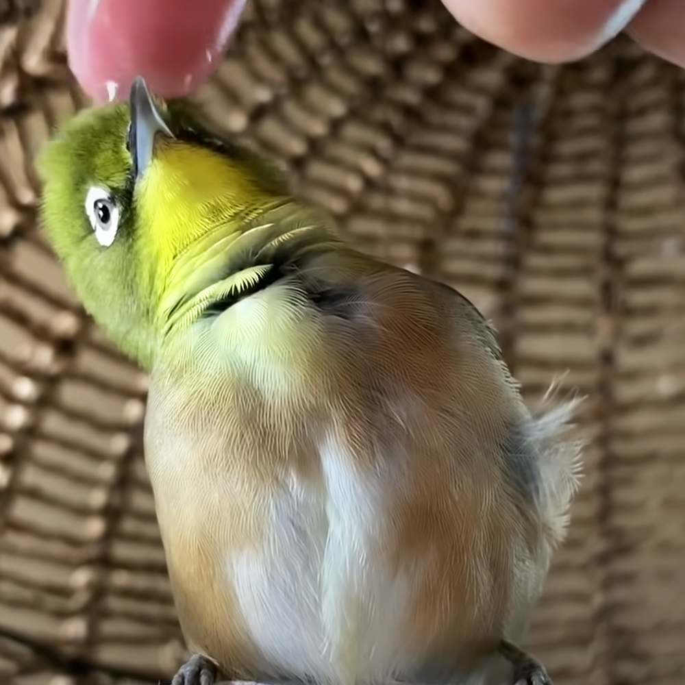 Tiny rescued bird