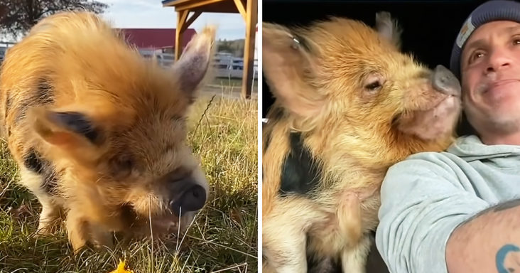 Rescued pig