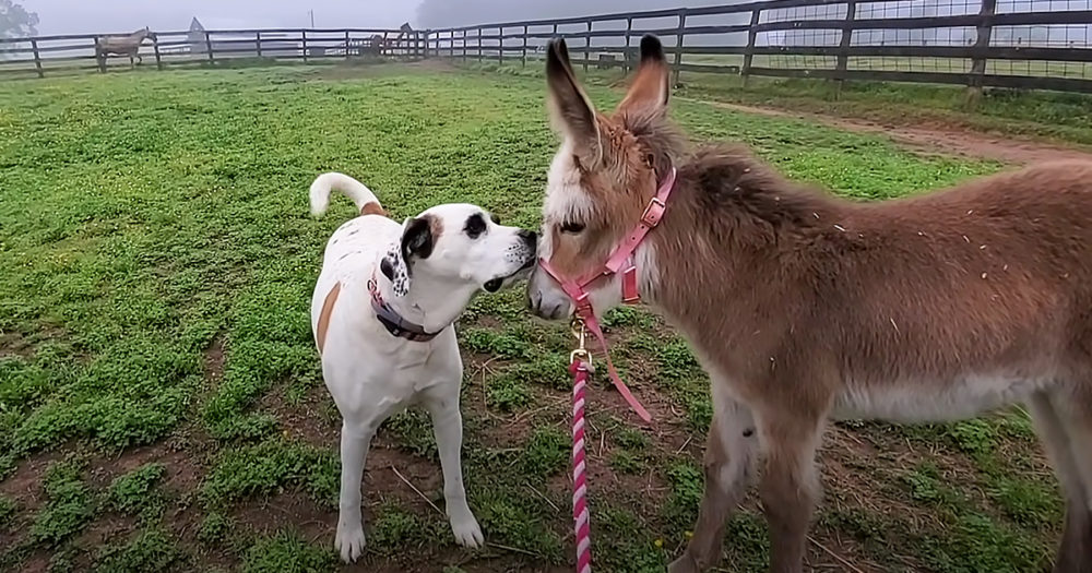 Dog obsessed with newborn donkey develops unbreakable bond Madly Odd!