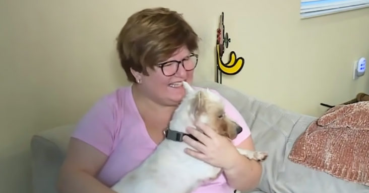 Lost senior dog and his human mom