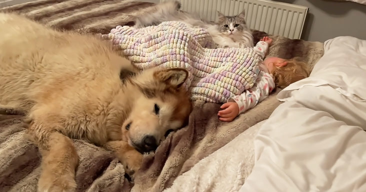 Dog, cat, and baby sleeping