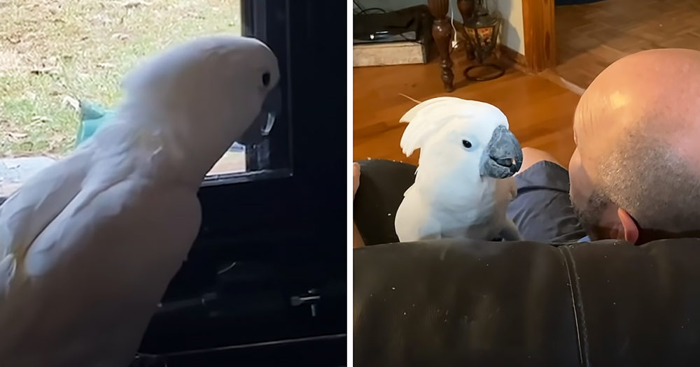 Cockatoo with dad