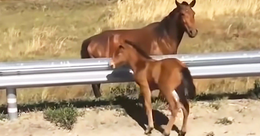 Scared baby horse and mother