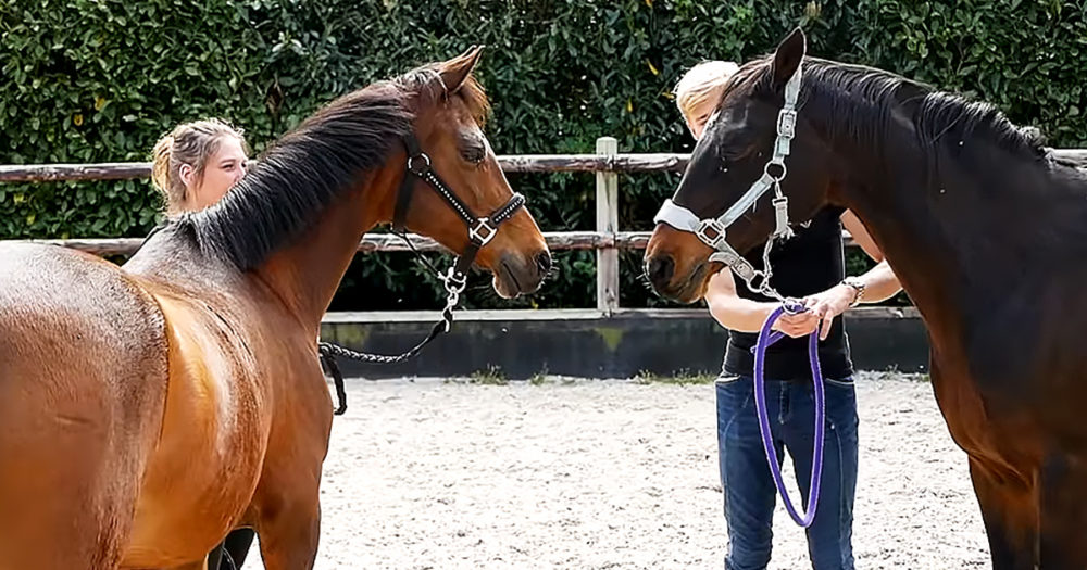 Mother horse and her daughter