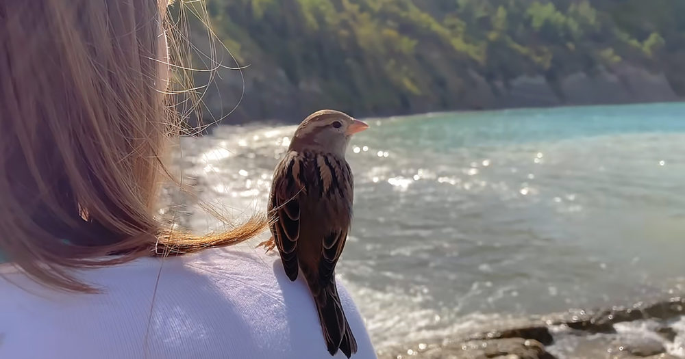 Sparrow