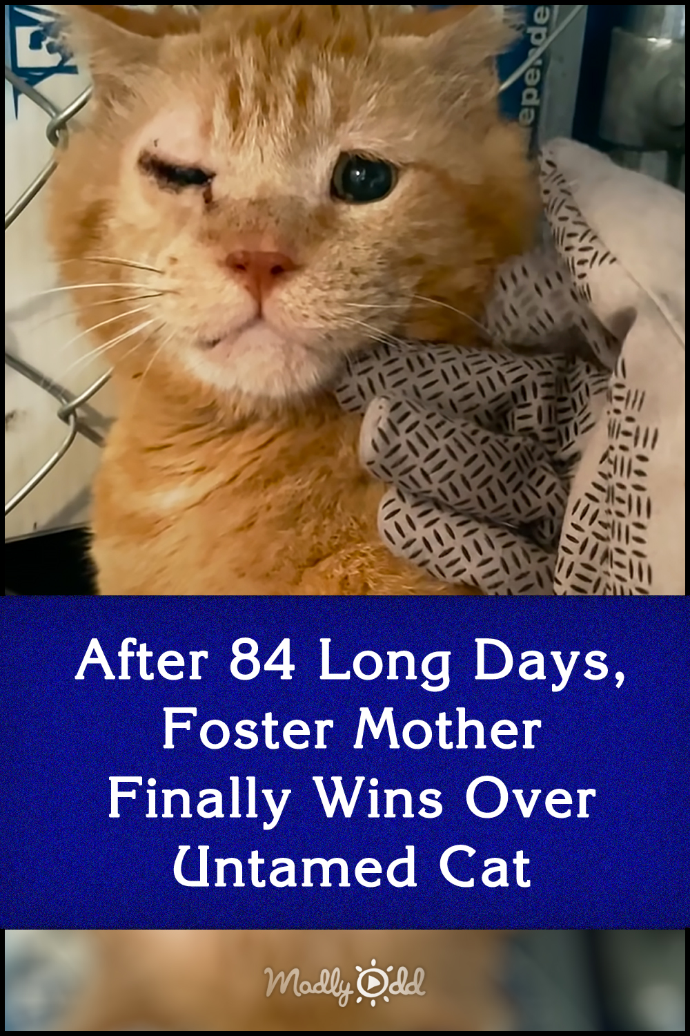 After 84 Long Days, Foster Mother Finally Wins Over Untamed Cat