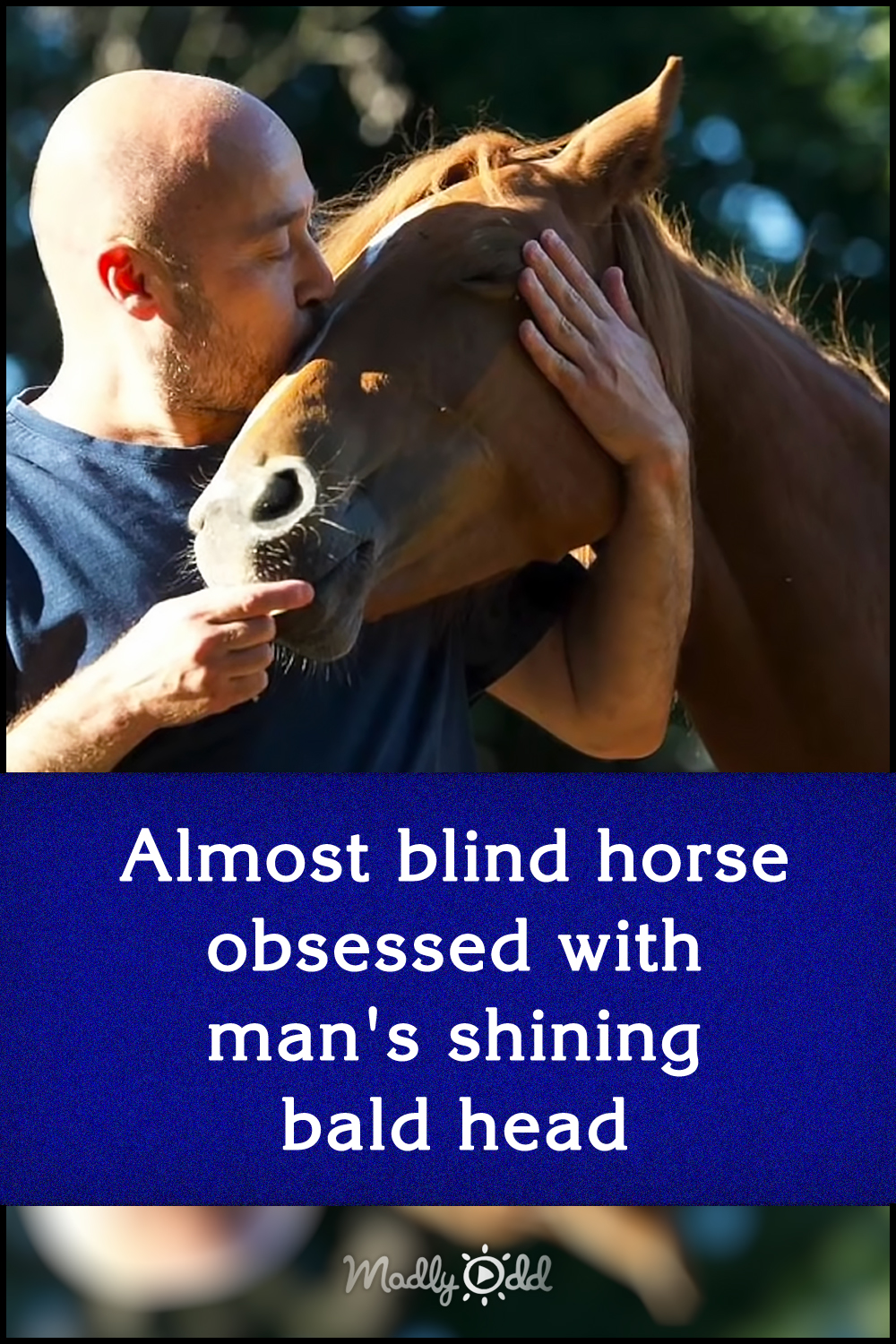 Almost blind horse obsessed with man\'s shining bald head