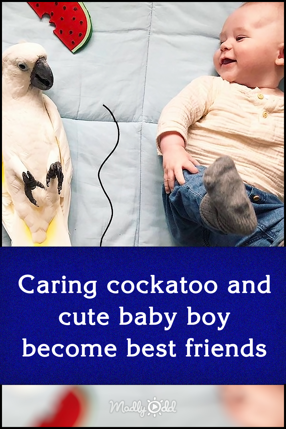 Caring cockatoo and cute baby boy become best friends