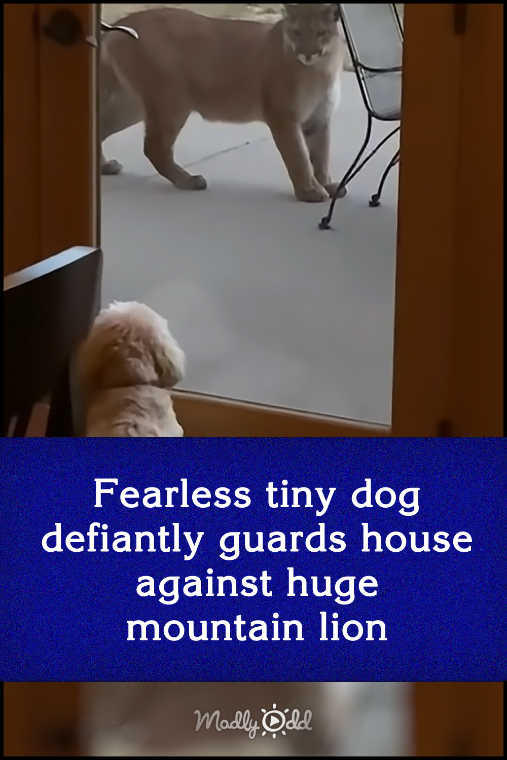 Fearless tiny dog defiantly guards house against huge mountain lion