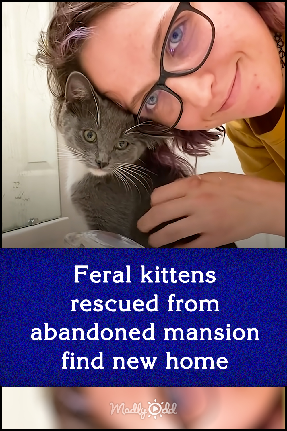 Feral kittens rescued from abandoned mansion find new home
