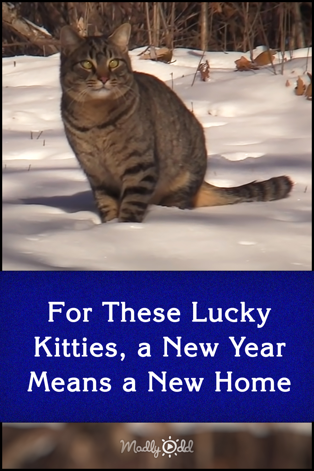 For These Lucky Kitties, a New Year Means a New Home