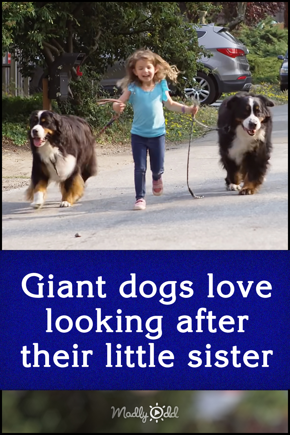Giant dogs love looking after their little sister