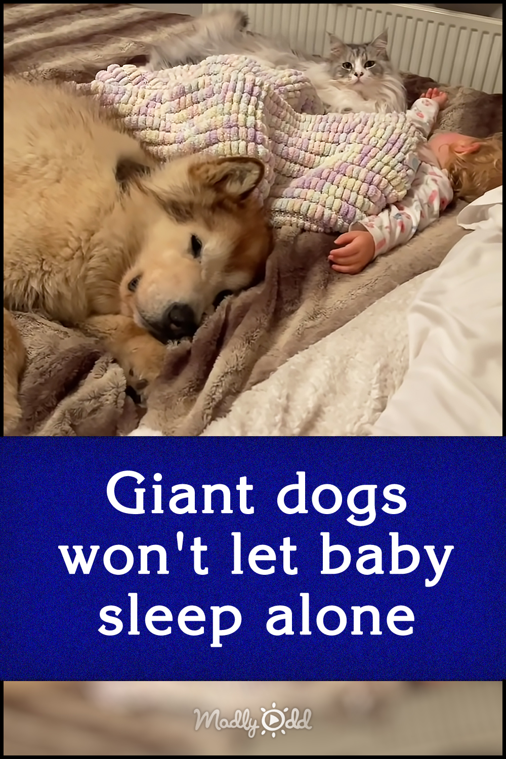 Giant dogs won\'t let baby sleep alone