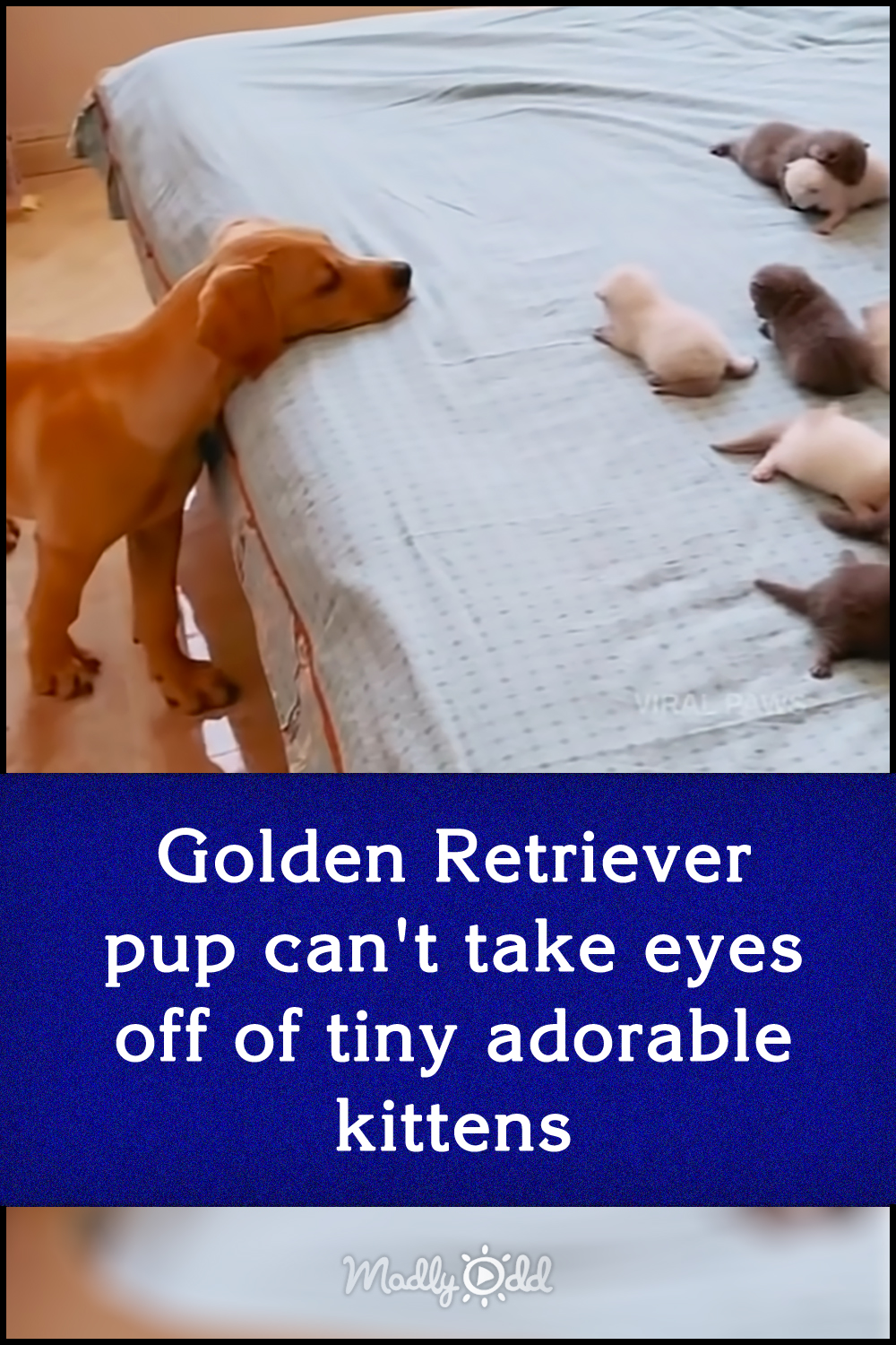 Golden Retriever pup can\'t take eyes off of tiny adorable kittens