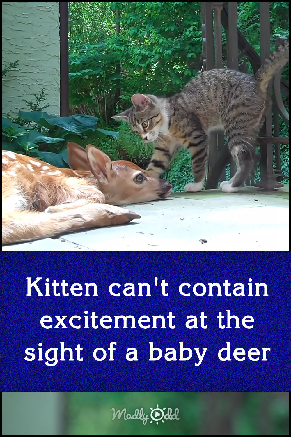 Kitten can\'t contain excitement at the sight of a baby deer
