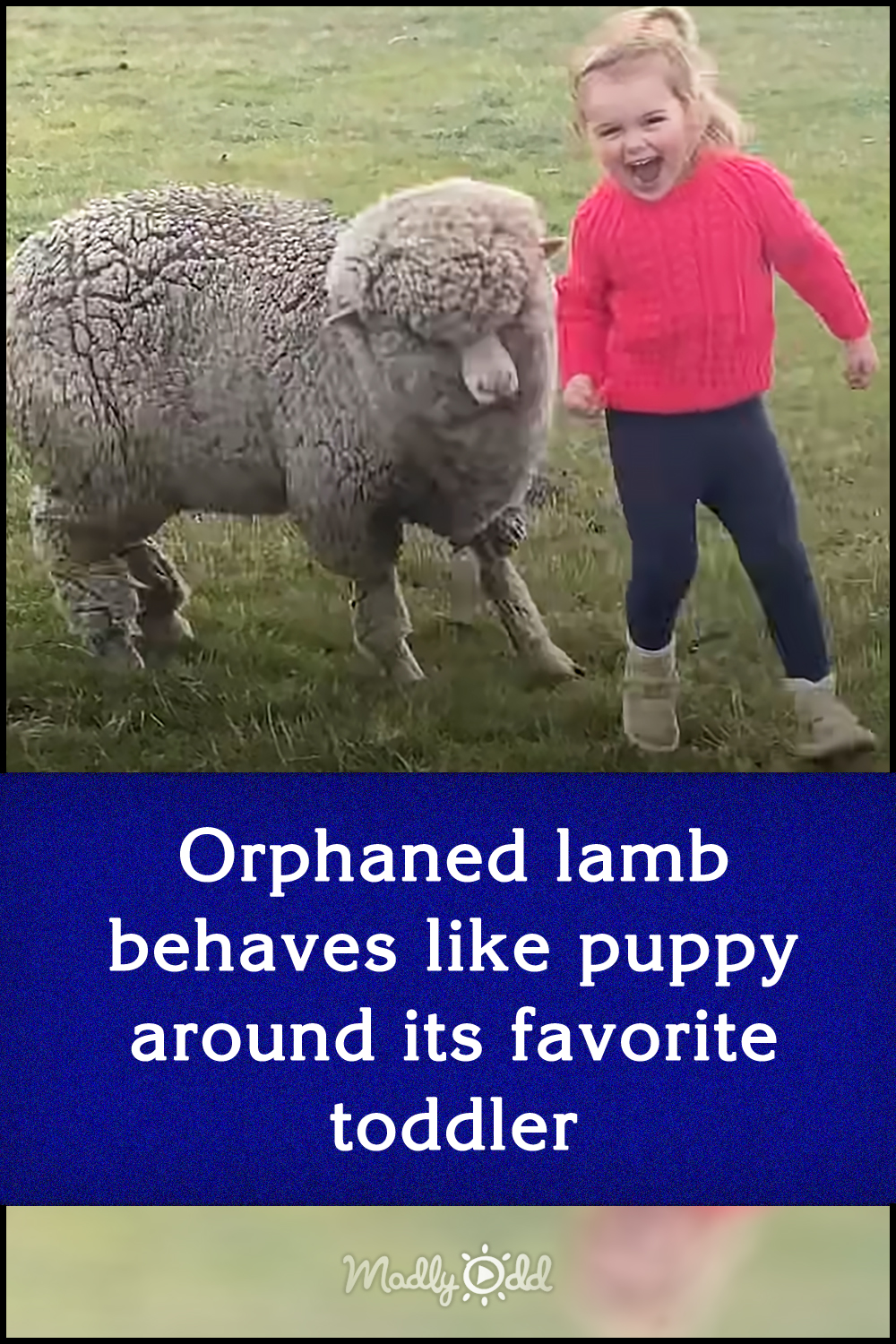 Orphaned lamb behaves like puppy around its favorite toddler