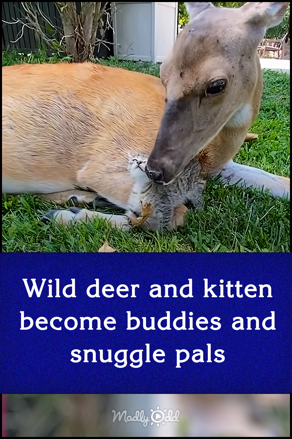Wild deer and kitten become buddies and snuggle pals