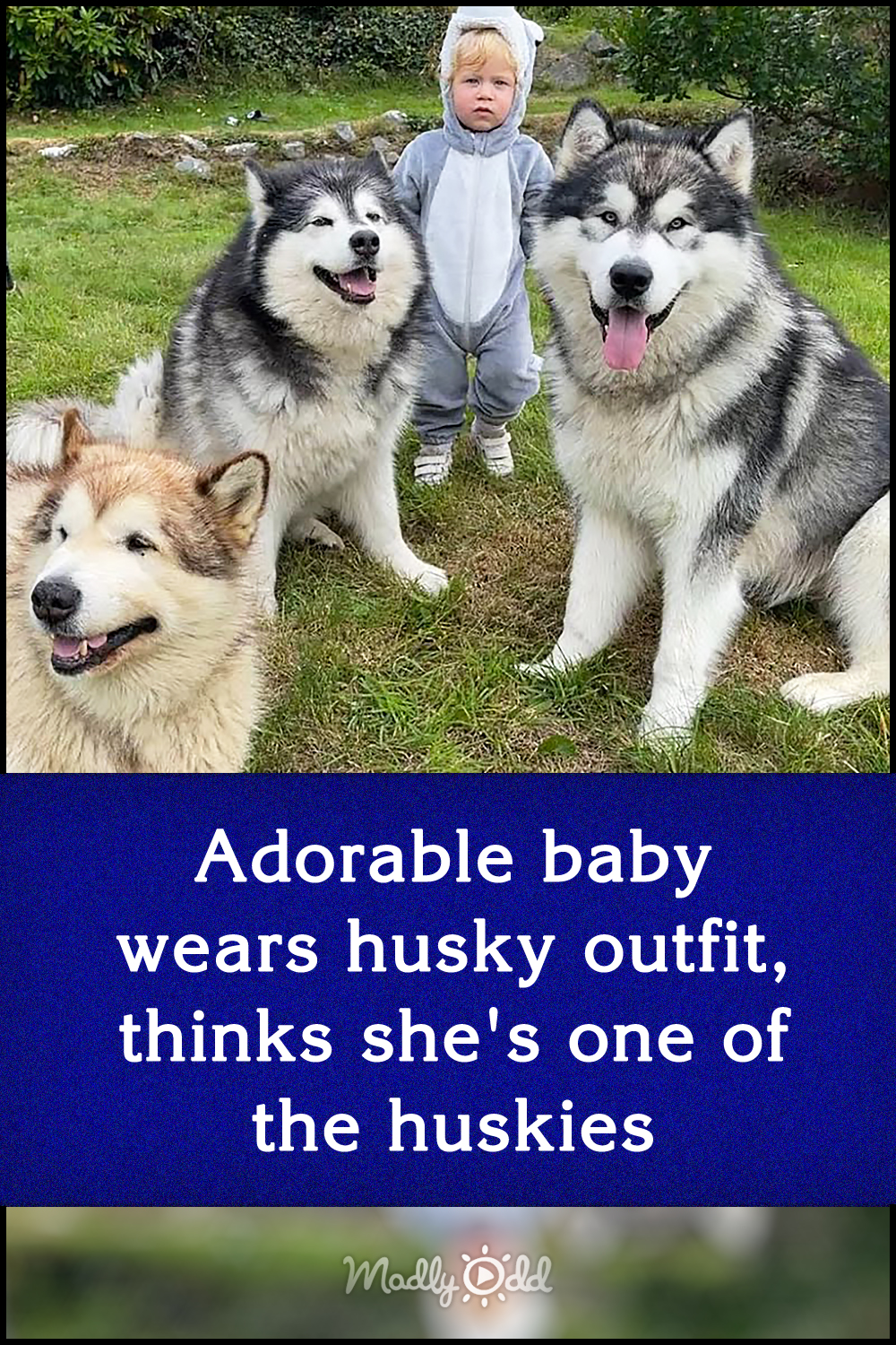 Adorable baby wears husky outfit, thinks she\'s one of the huskies