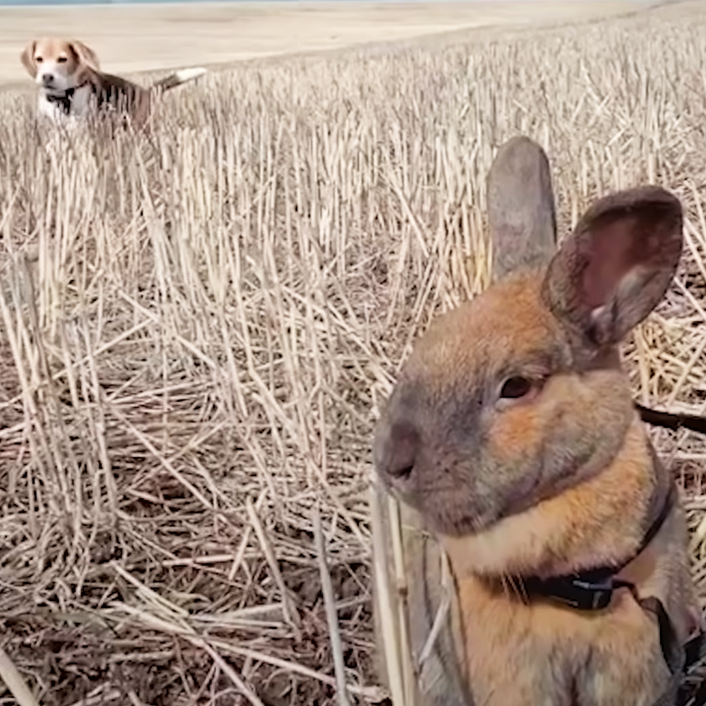 Dog and rabbit
