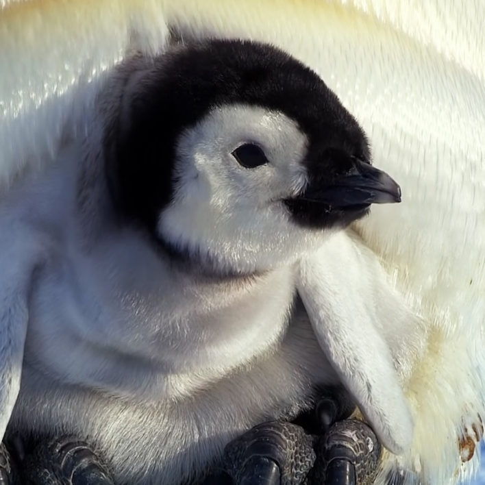 Baby penguin overcomes shyness and tries to make new friends