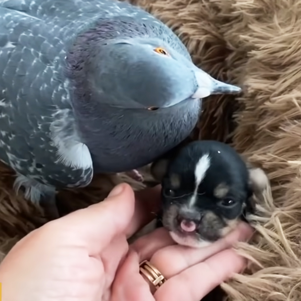 Pigeon and puppy