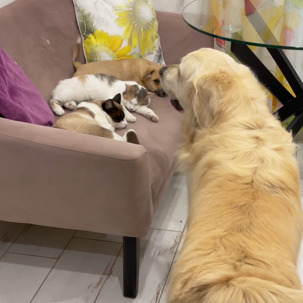 Golden Retriever, cats, and puppy