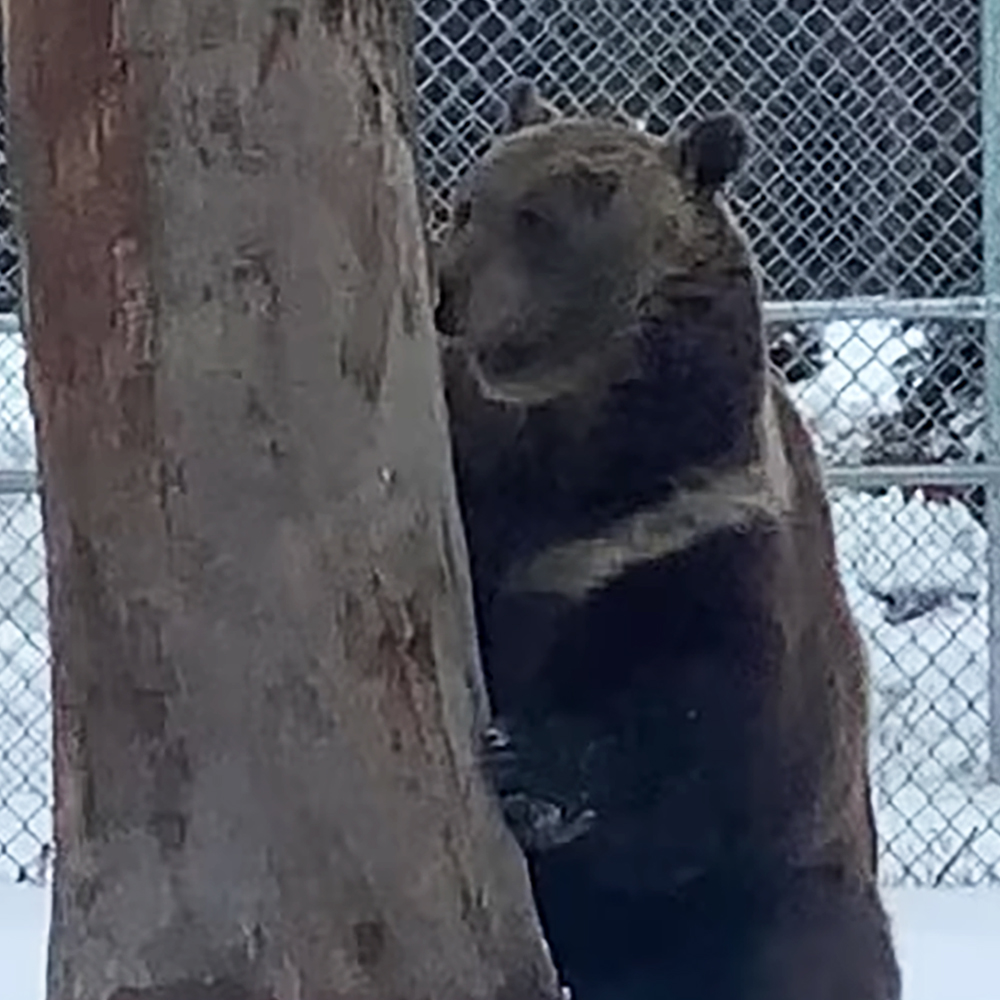 Rescued bear at bear orphanage