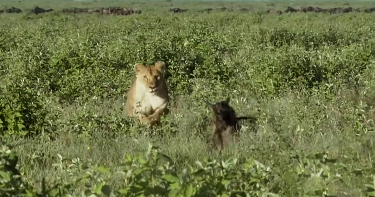Lioness and wildebeest baby