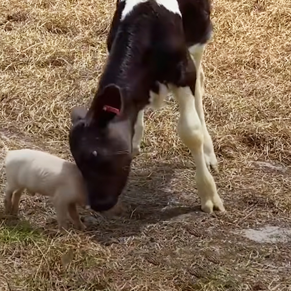 Tiny piglet and baby cow