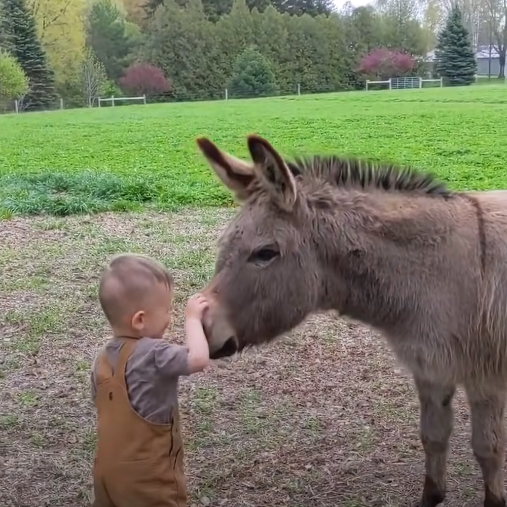 Donkey with baby