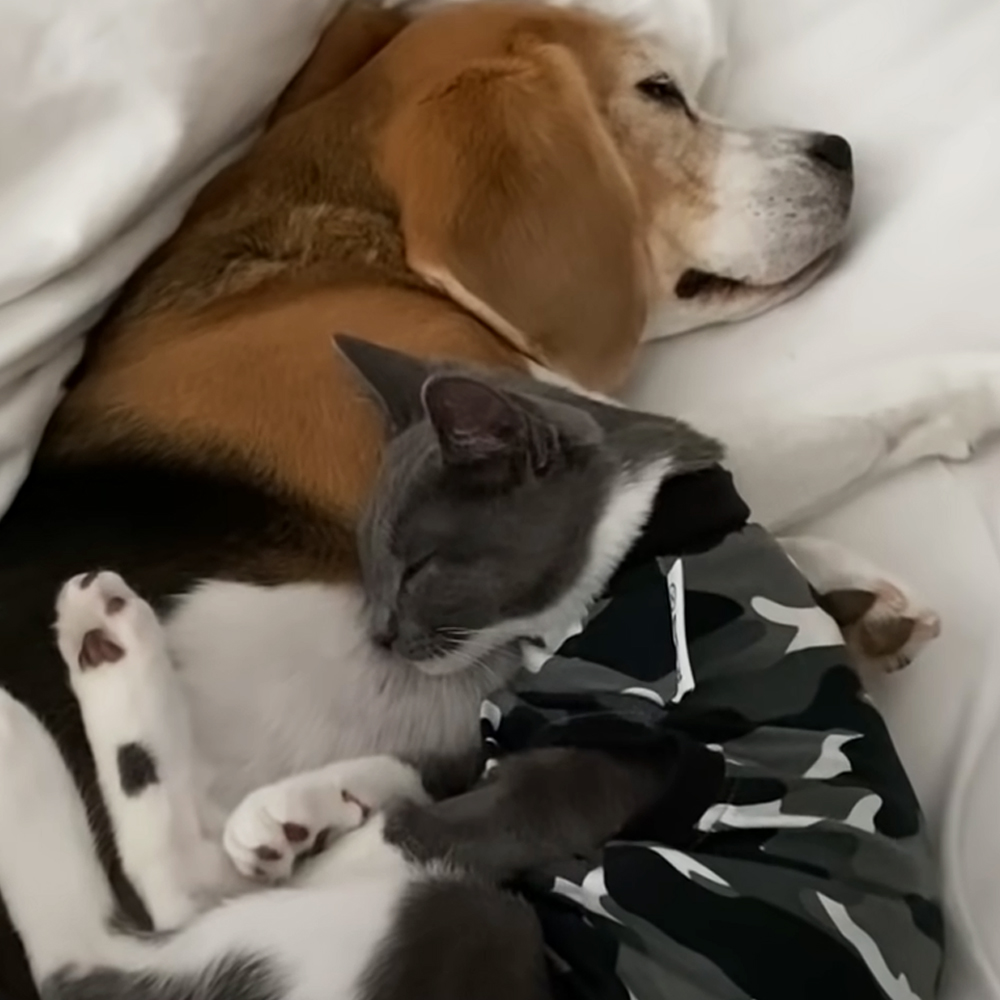 Kitten and dog