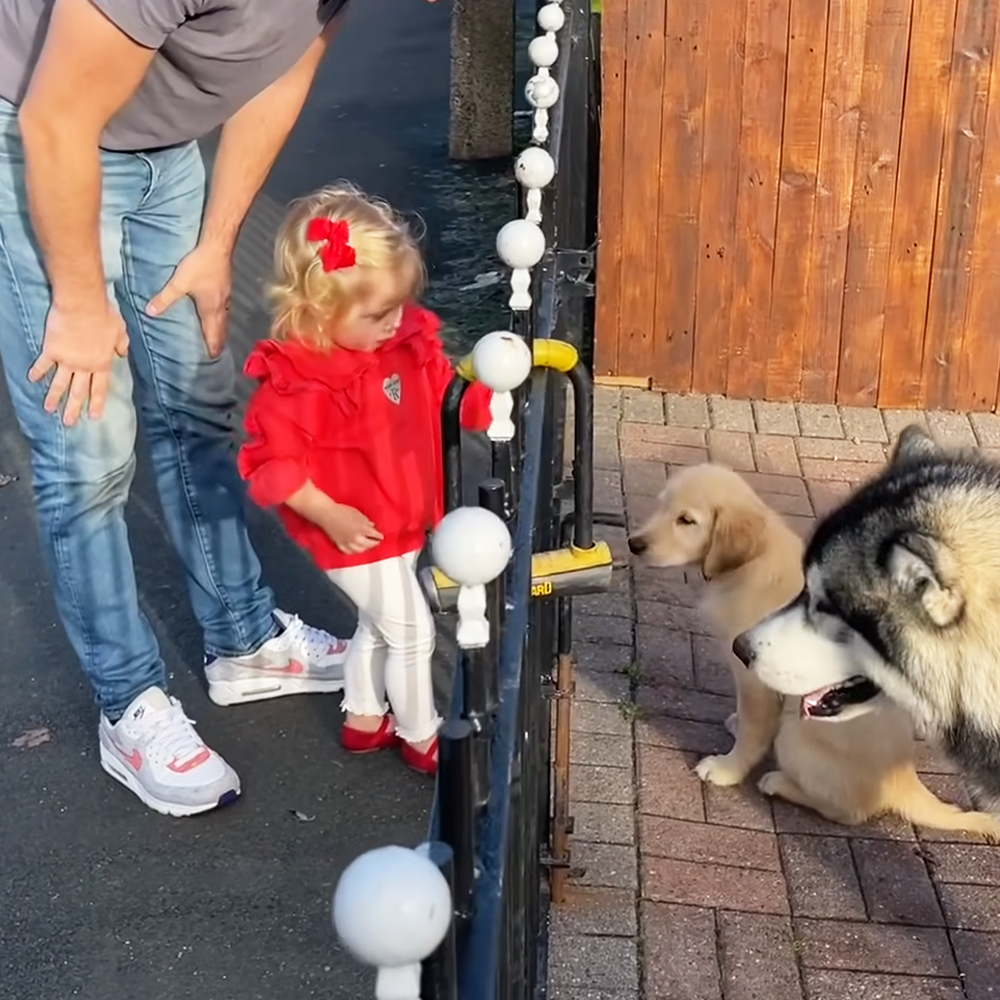 Kid with dogs