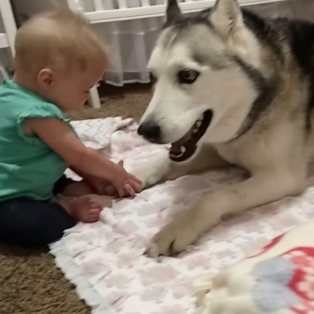 Husky playing with twin babies