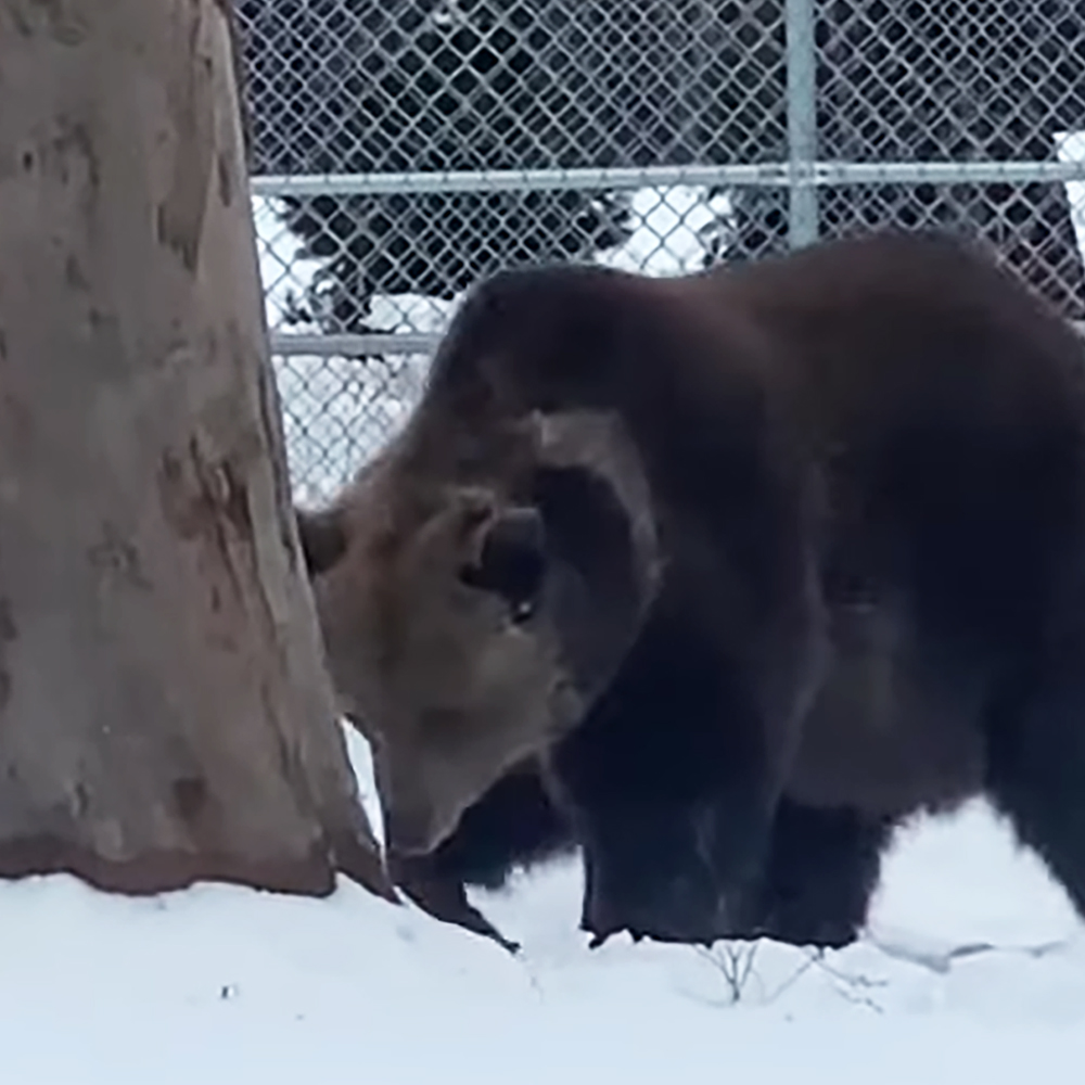 Rescued bear at bear orphanage