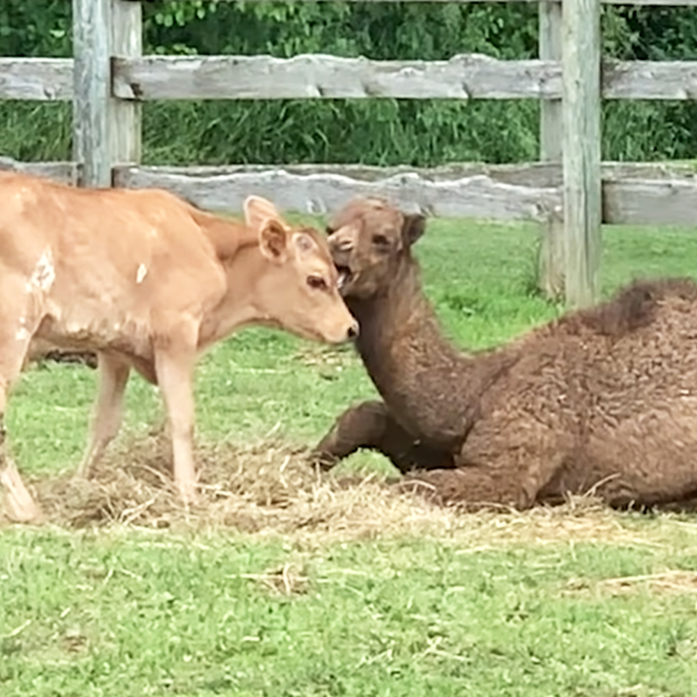 Baby camel and baby cow