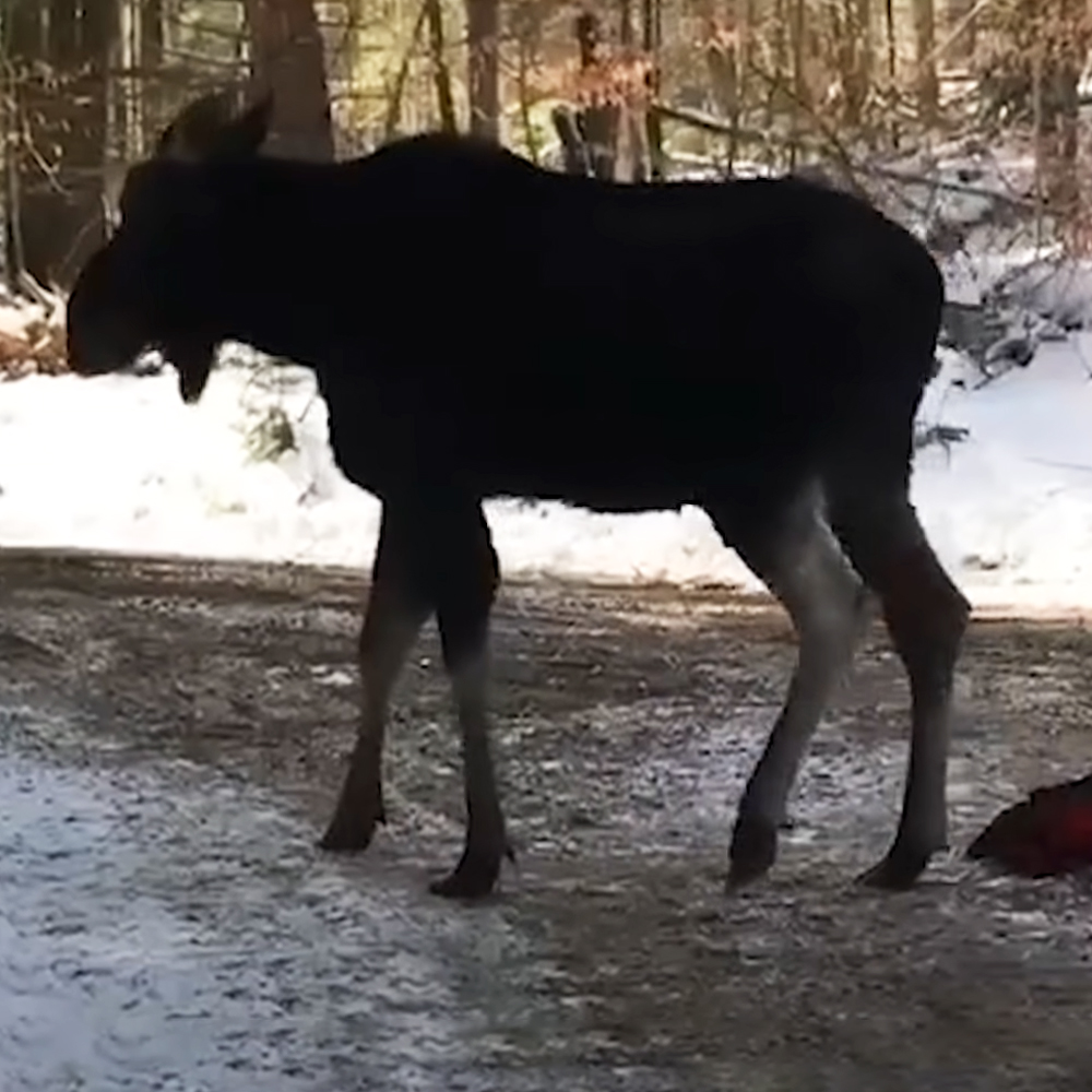 700-pound moose