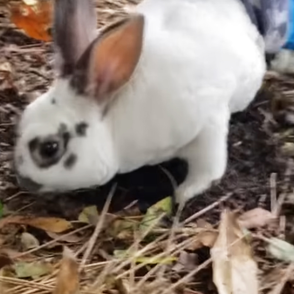 Determined bunny surprises rescuer by learning to hop again