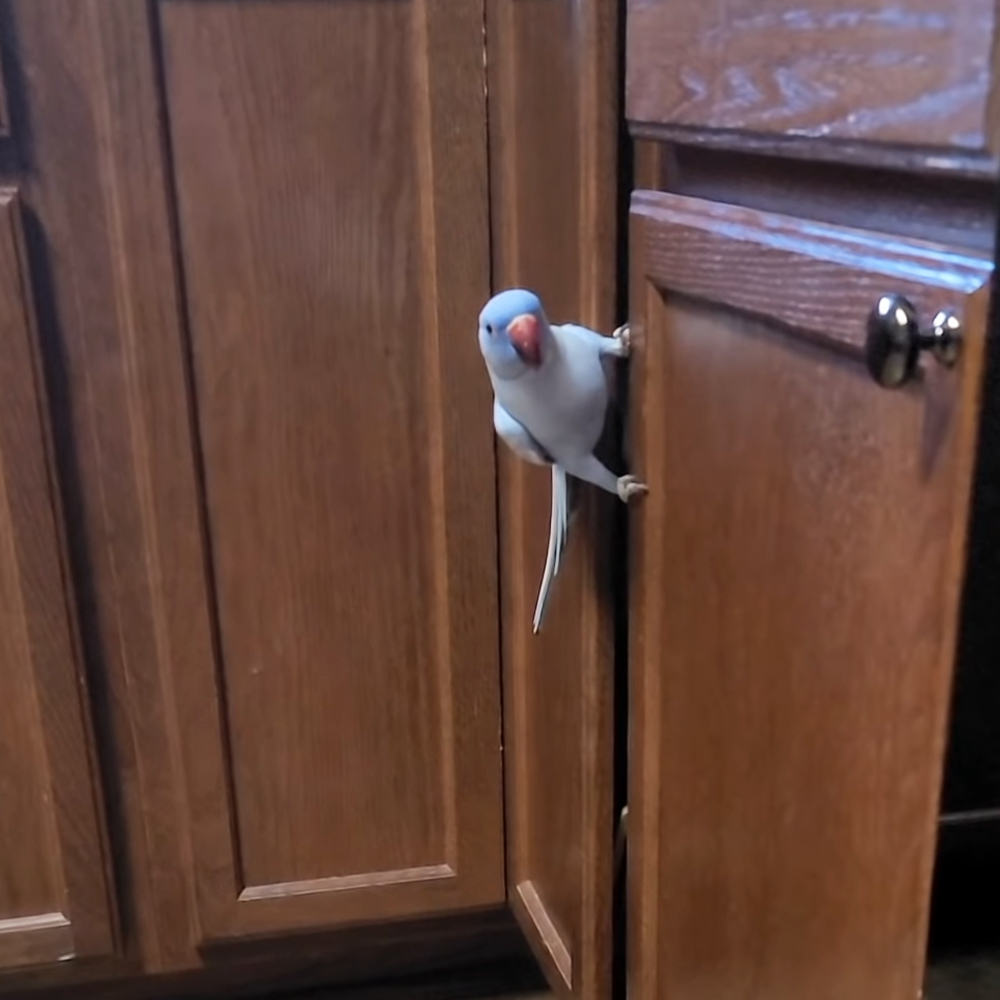 Parrot