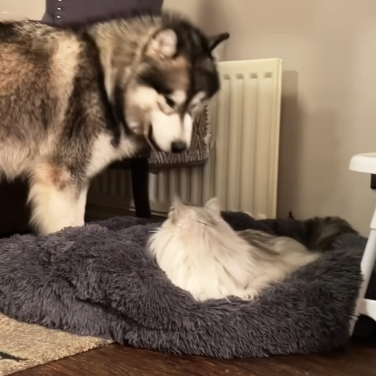 Fearless cat steals Giant Husky's bed and refuses to budge