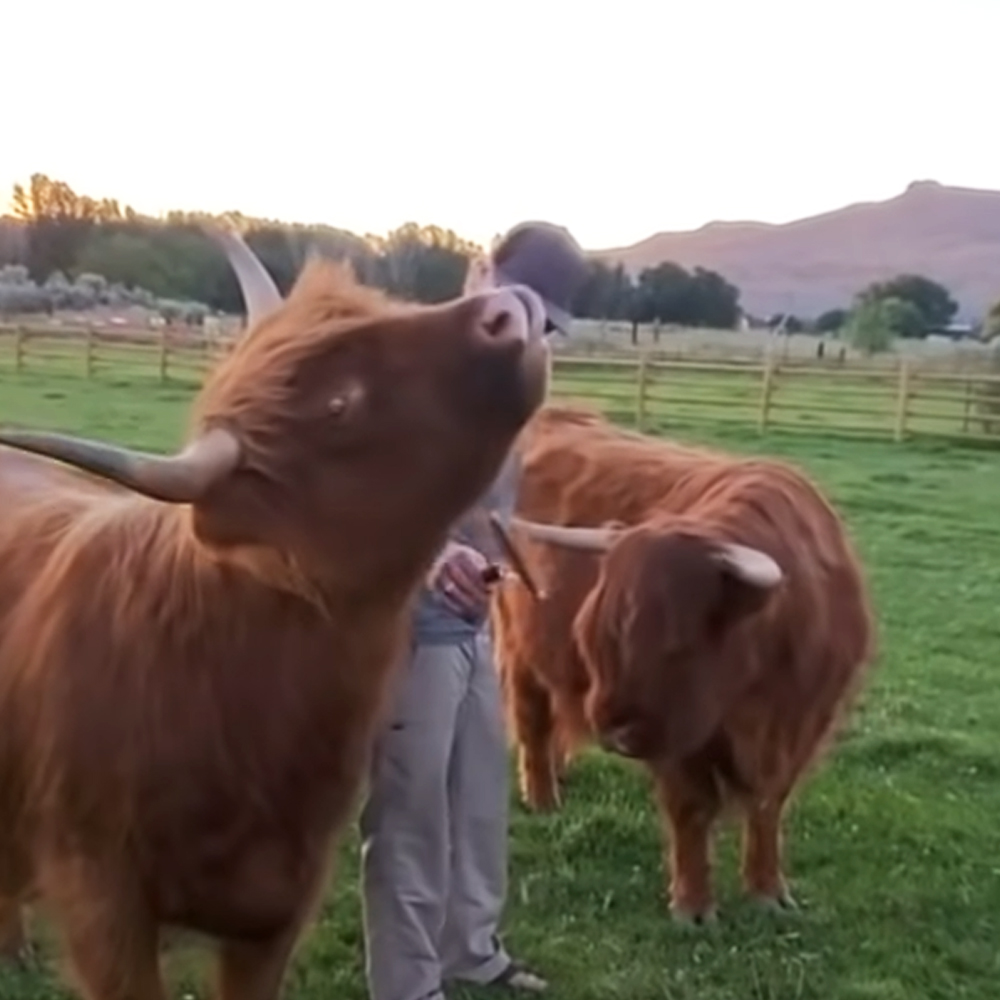 Scottish Highland cattles