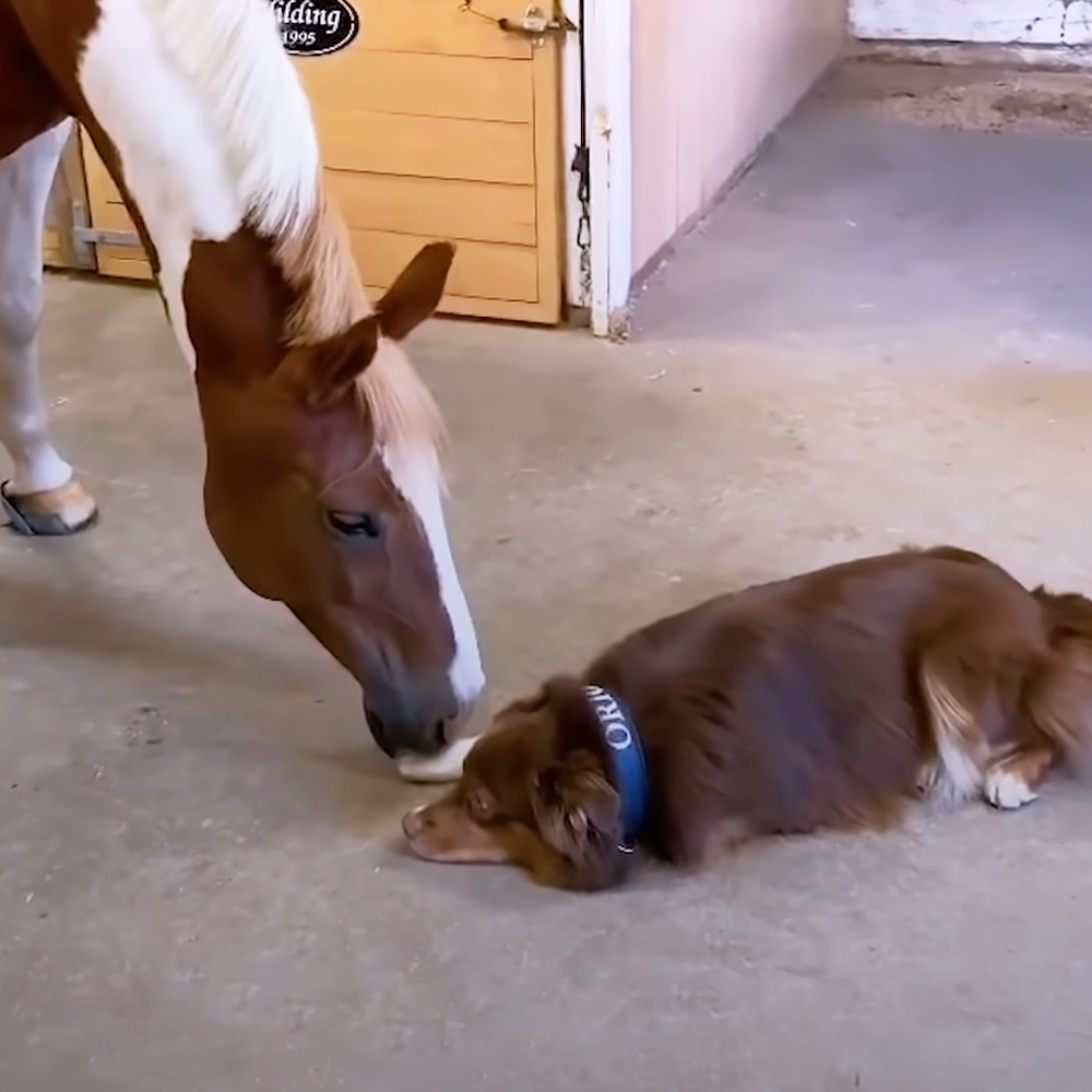 Horse and dog