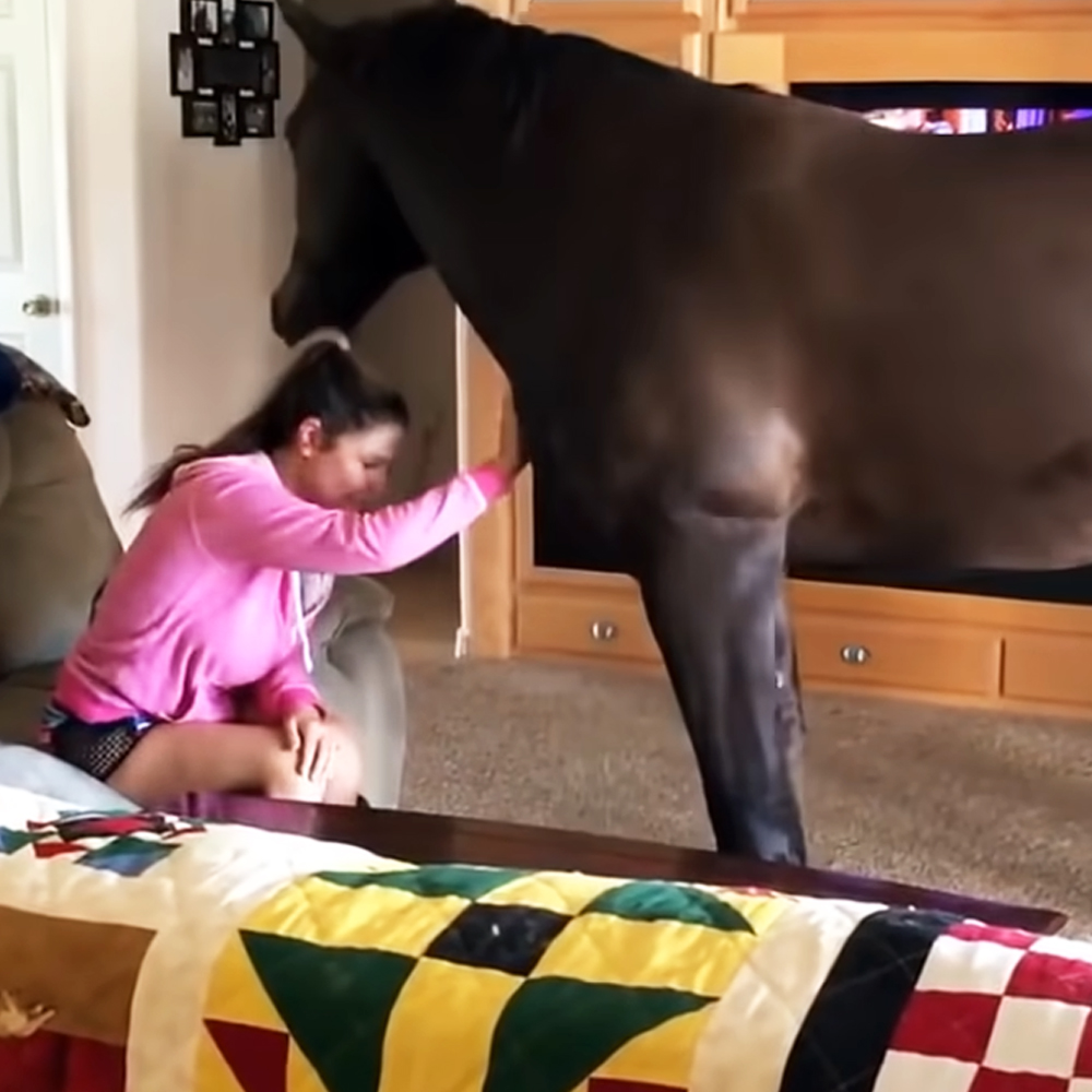 Horse inside living room