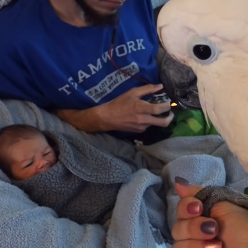 Cockatoo looking at baby