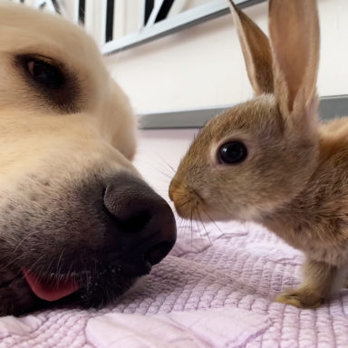 Kindhearted baby bunnies comfort sad Golden Retriever