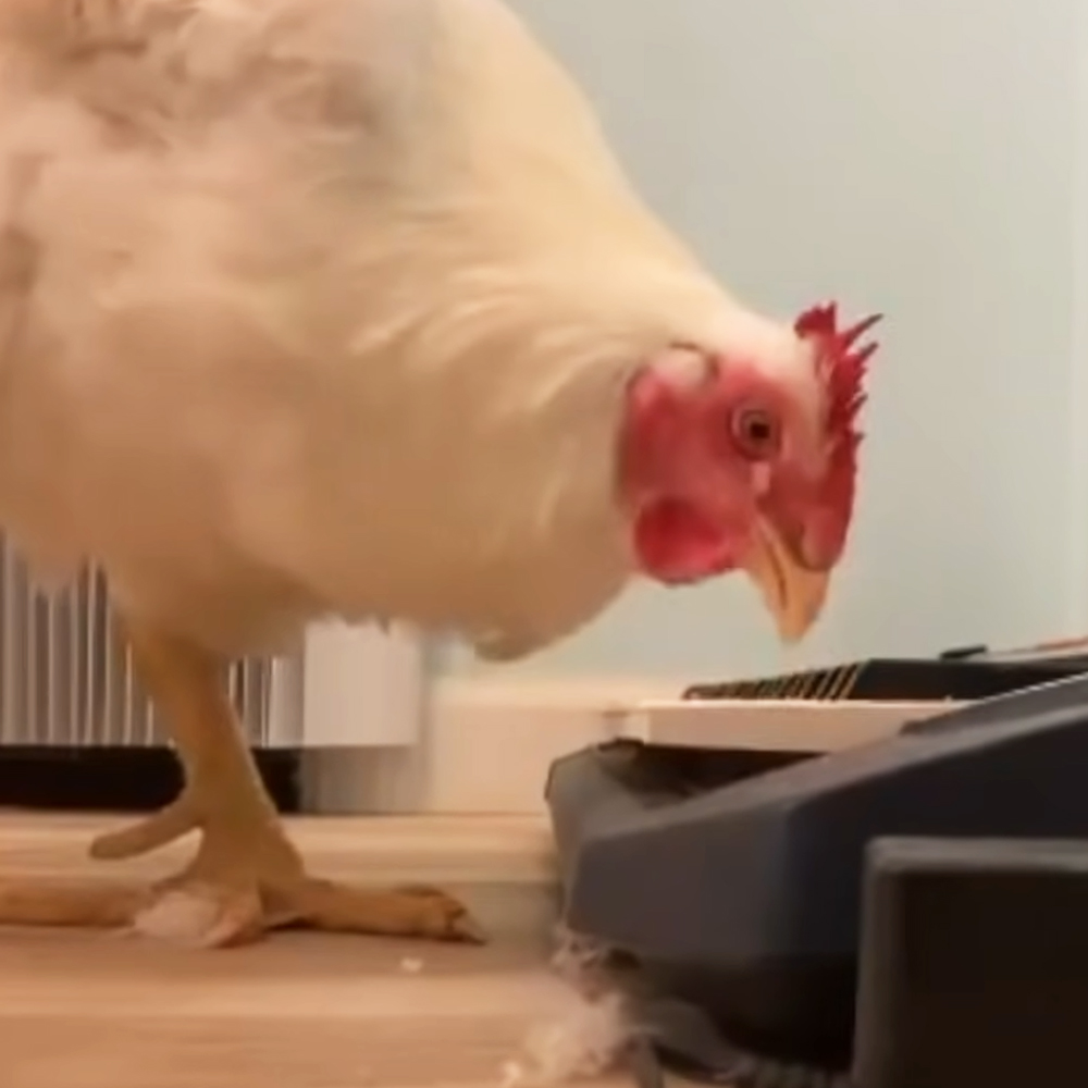 Rescued chicken