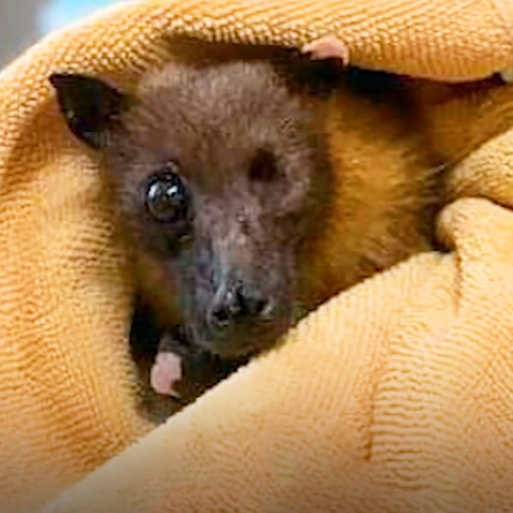 Senior bat gets happy and peaceful retirement at new home Madly Odd!